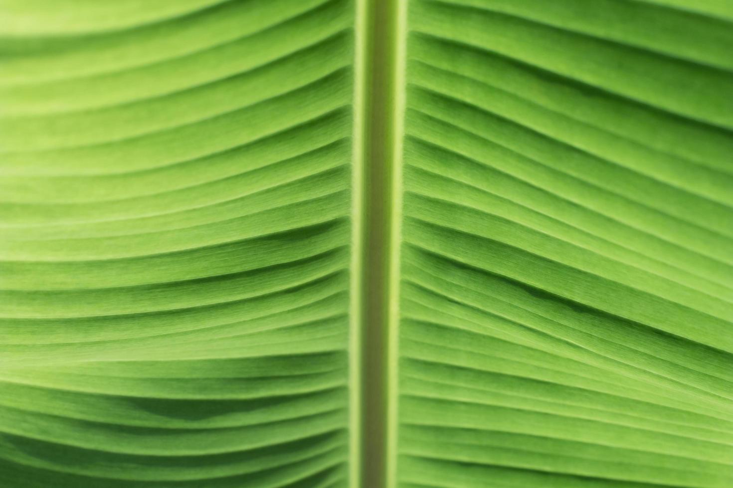 Green banana leaves close up. photo