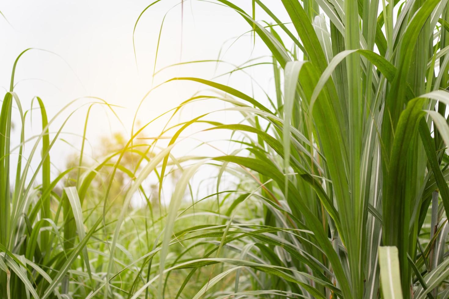 Sugar cane field with soft light. photo