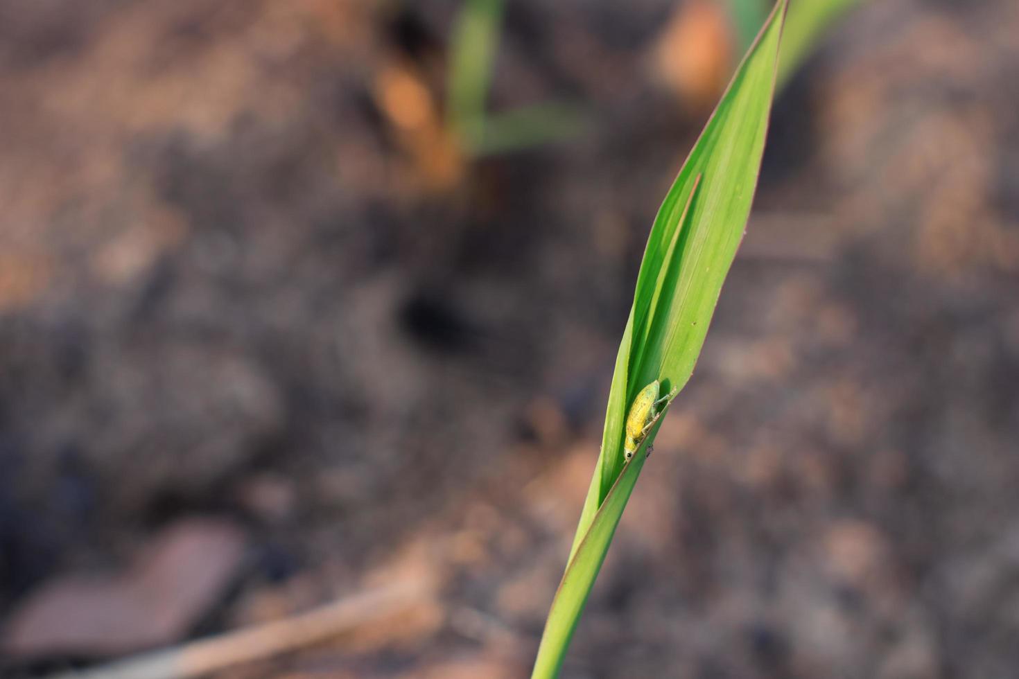 Insect on sugar cane leaves photo