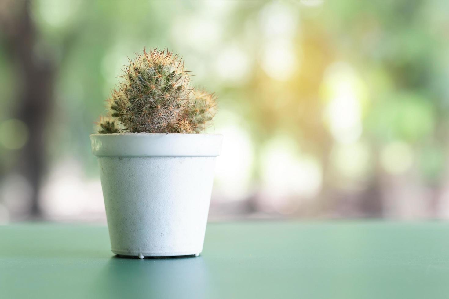 cactus en una mesa foto