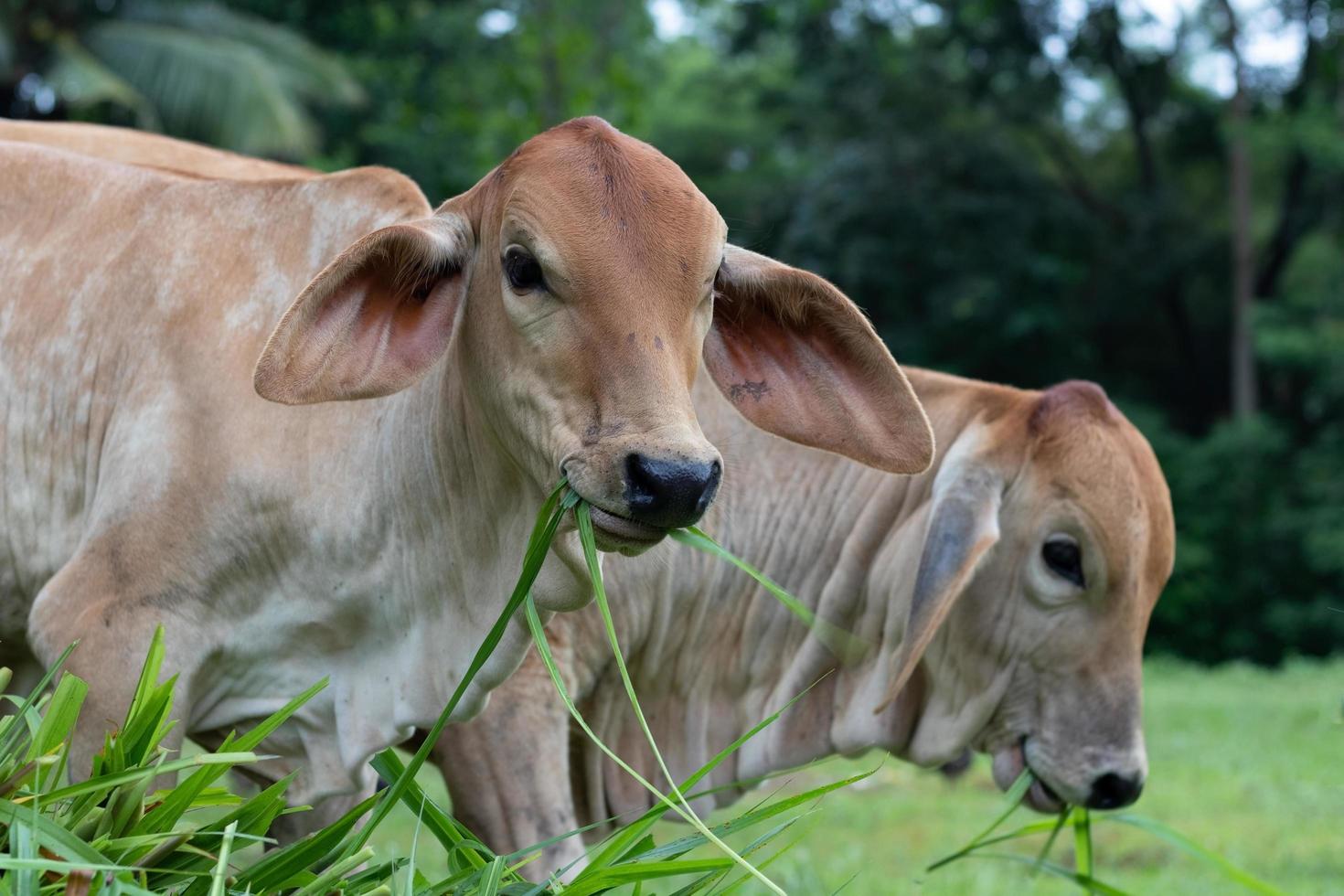 Two cows eating grass photo