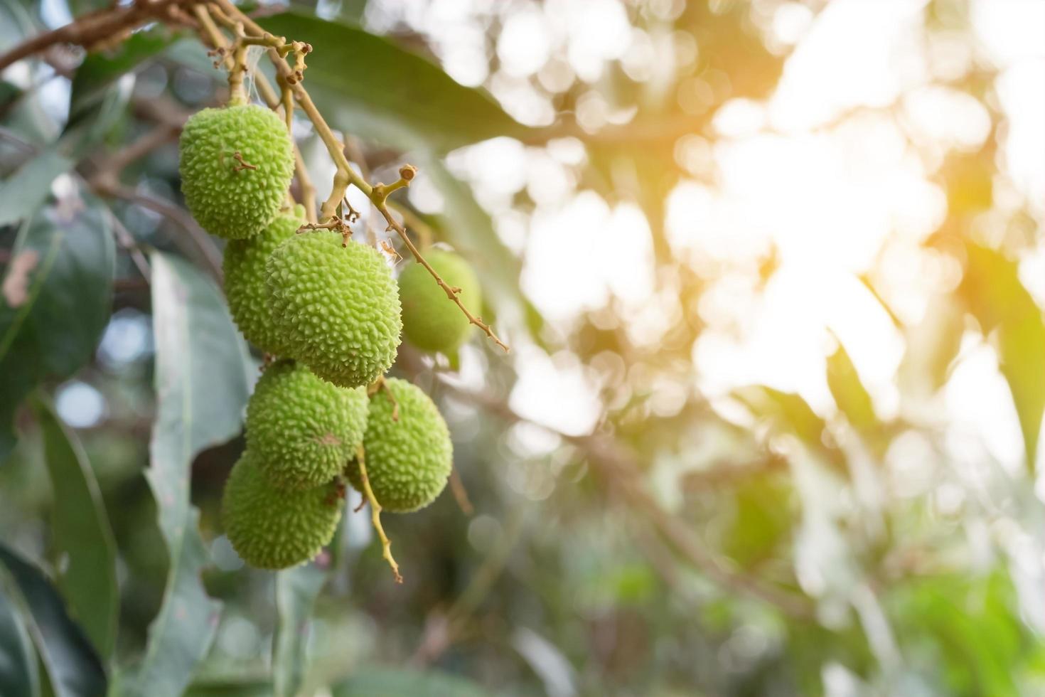 Lychee at golden hour photo