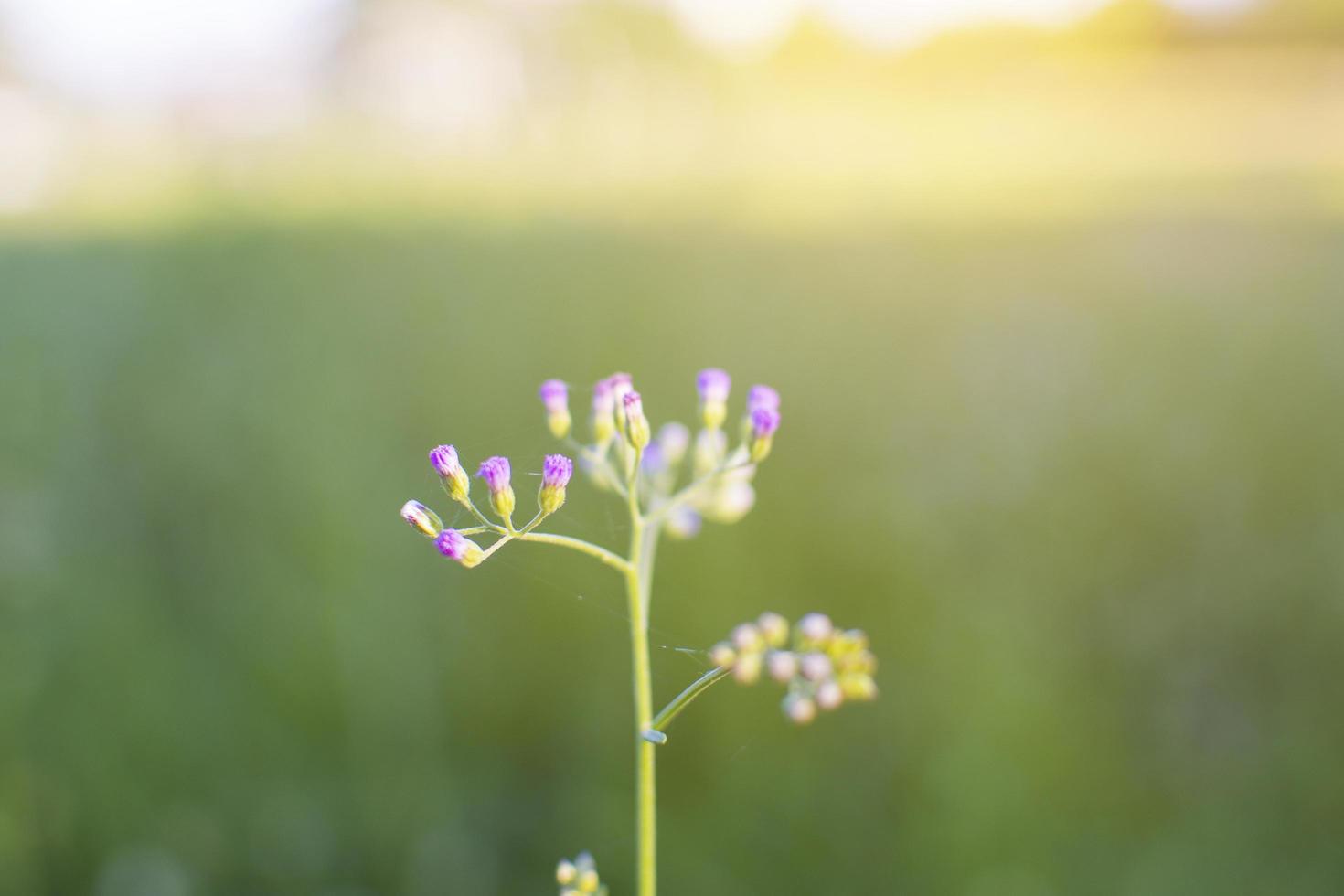 flores moradas en la luz del sol foto