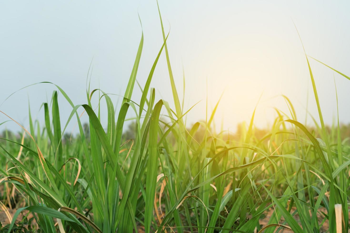 campo de caña de azúcar con luz solar foto