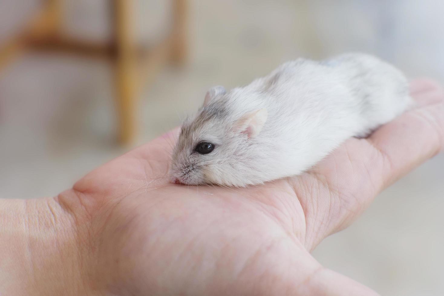 Person holding a hamster photo