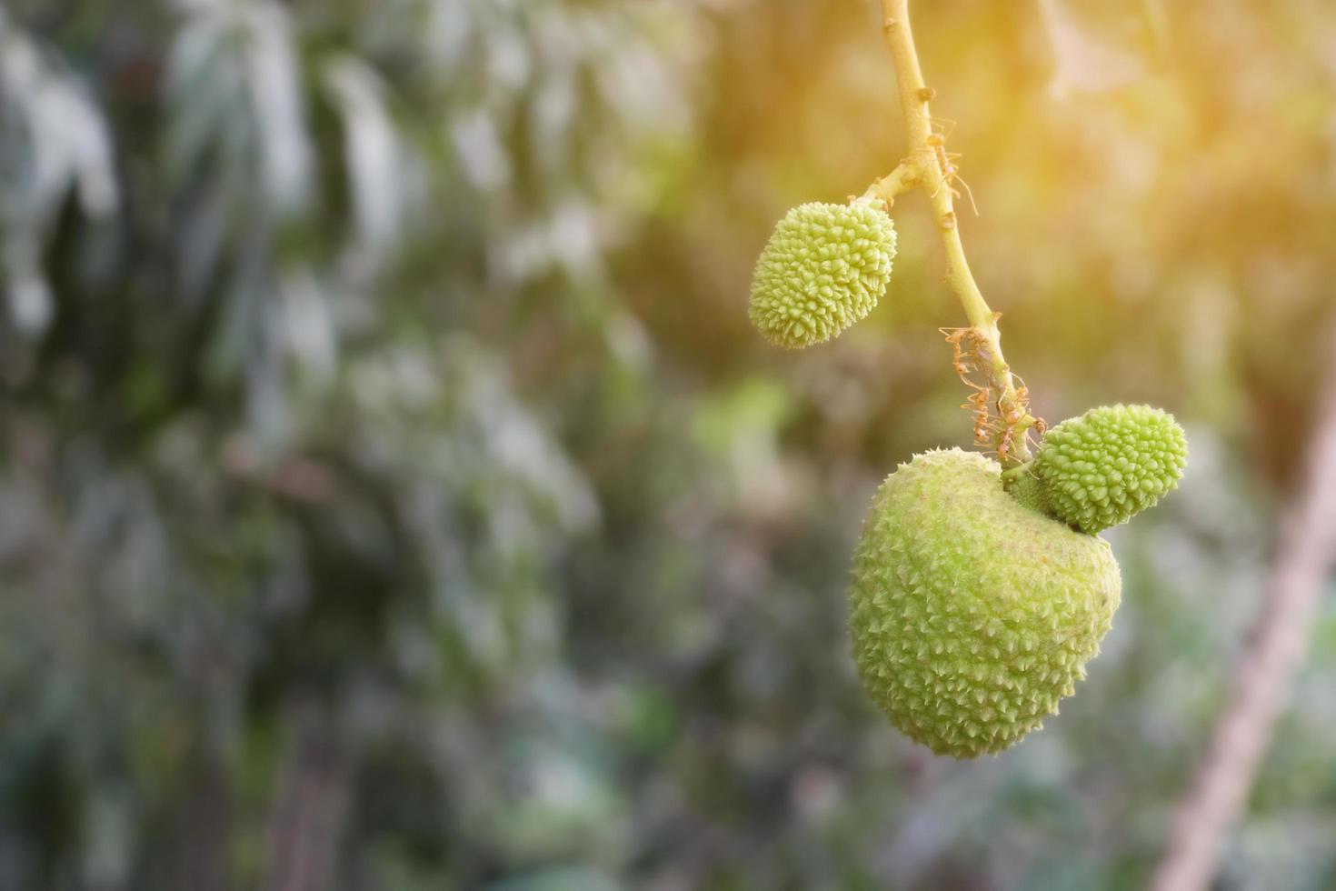 lichi verde inmaduro foto