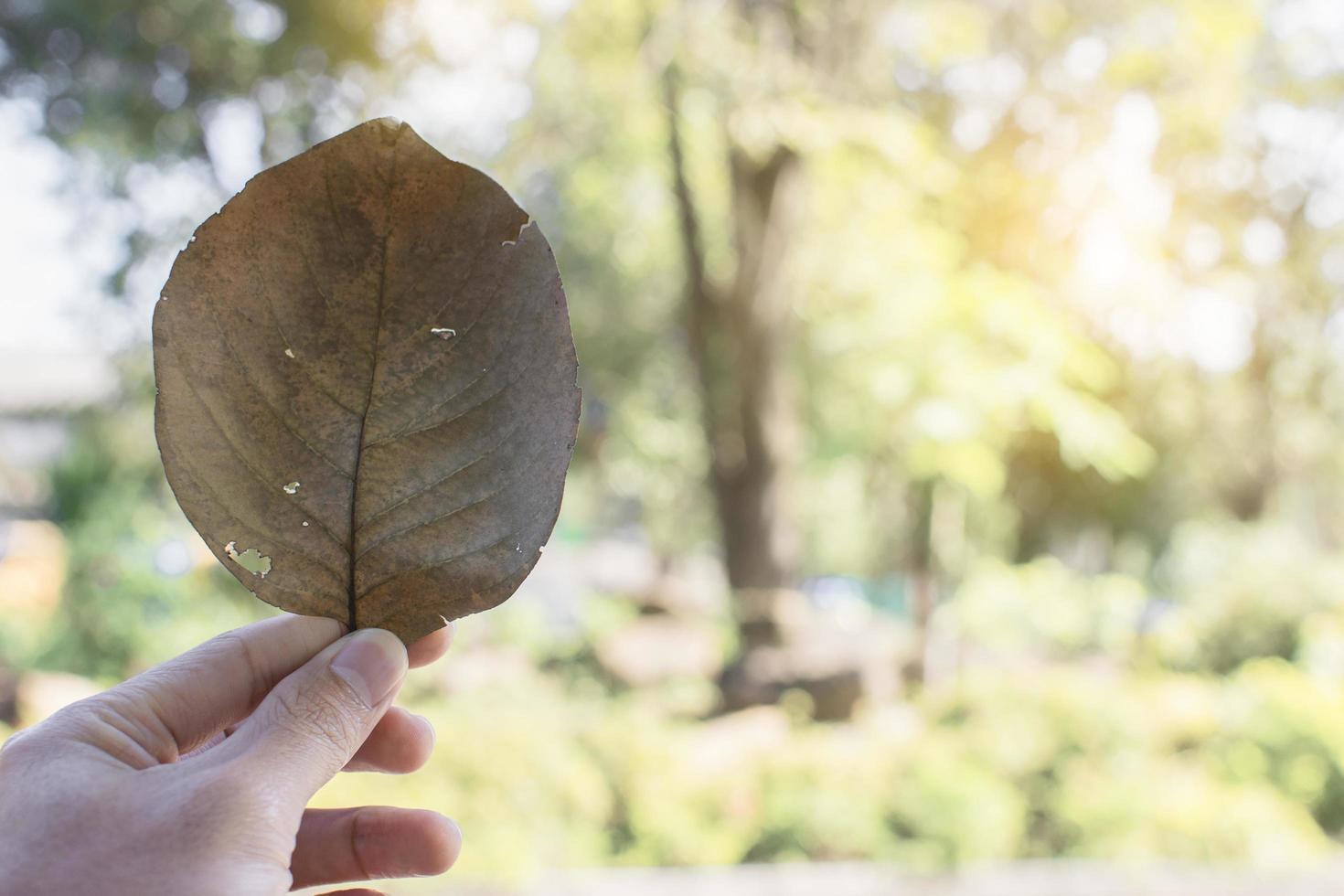 Hand hold dry leaf with green background. photo