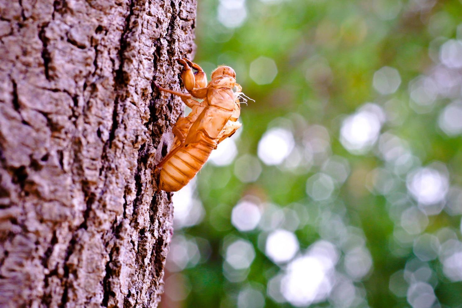 Cicada shell on a tree trunk photo