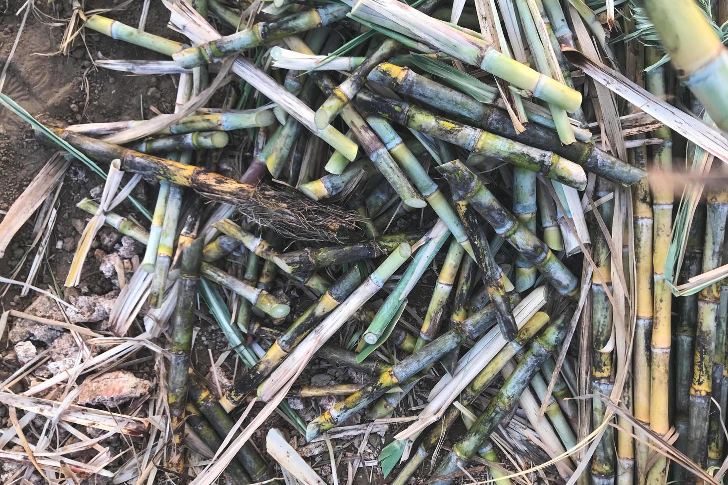 Bunch of sugarcane photo