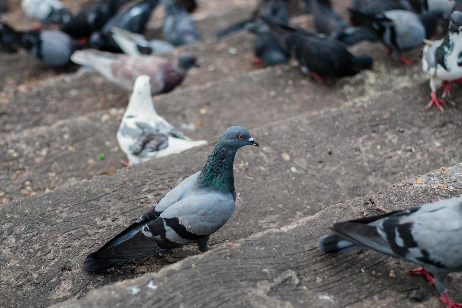 palomas en las escaleras foto