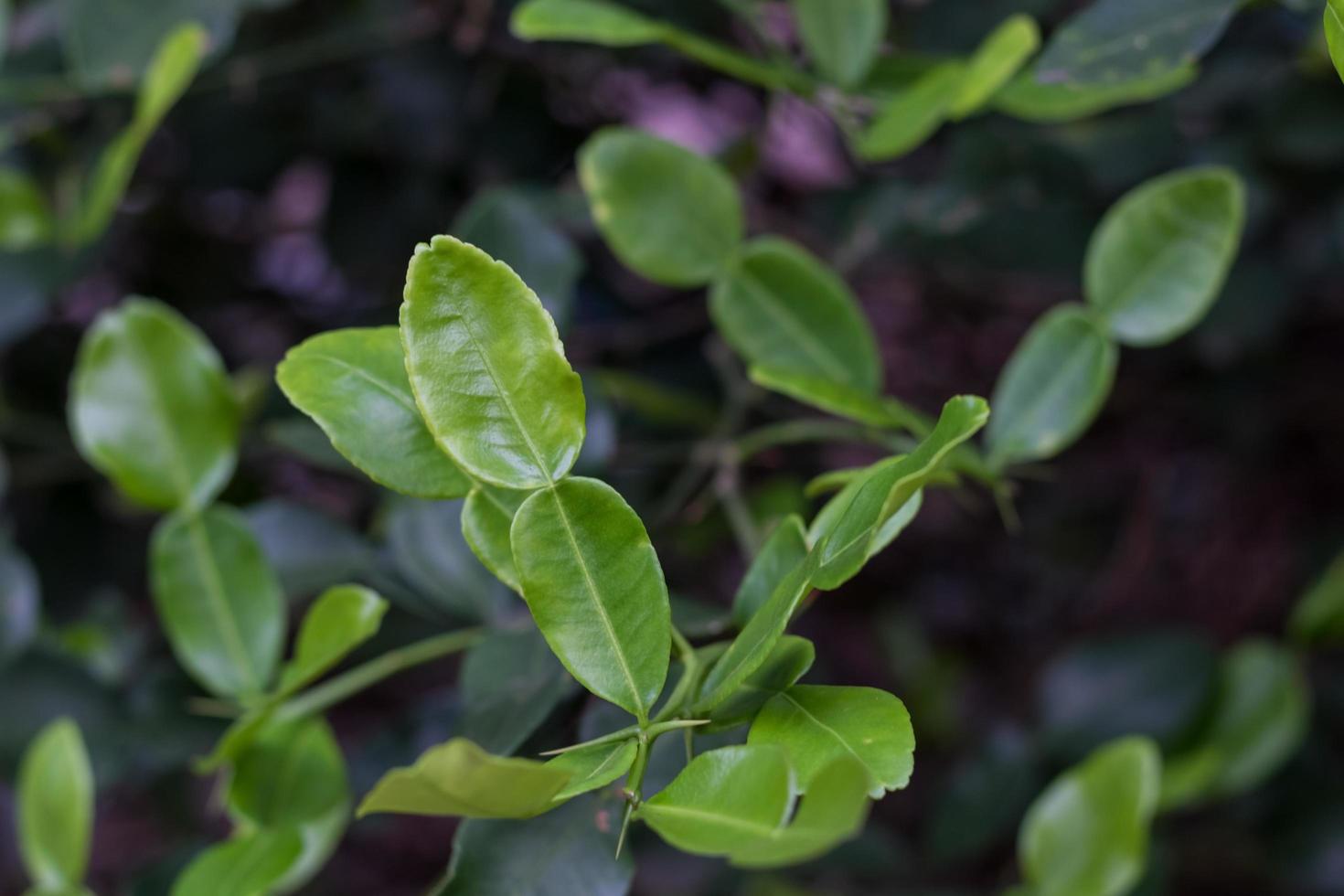 Kaffir lime leaves photo