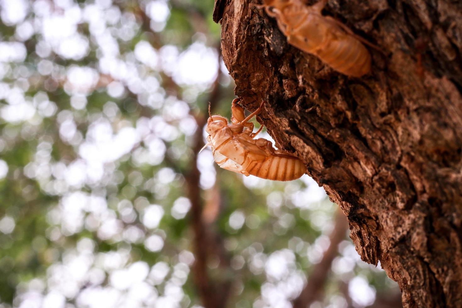 cigarra en el tronco de un árbol foto