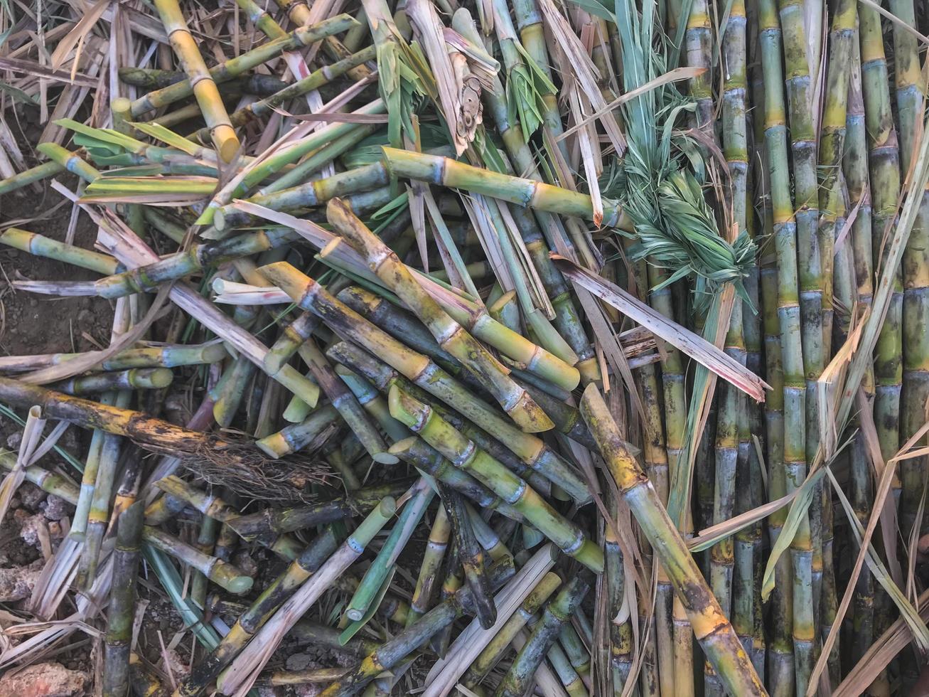 Close-up of sugarcane photo