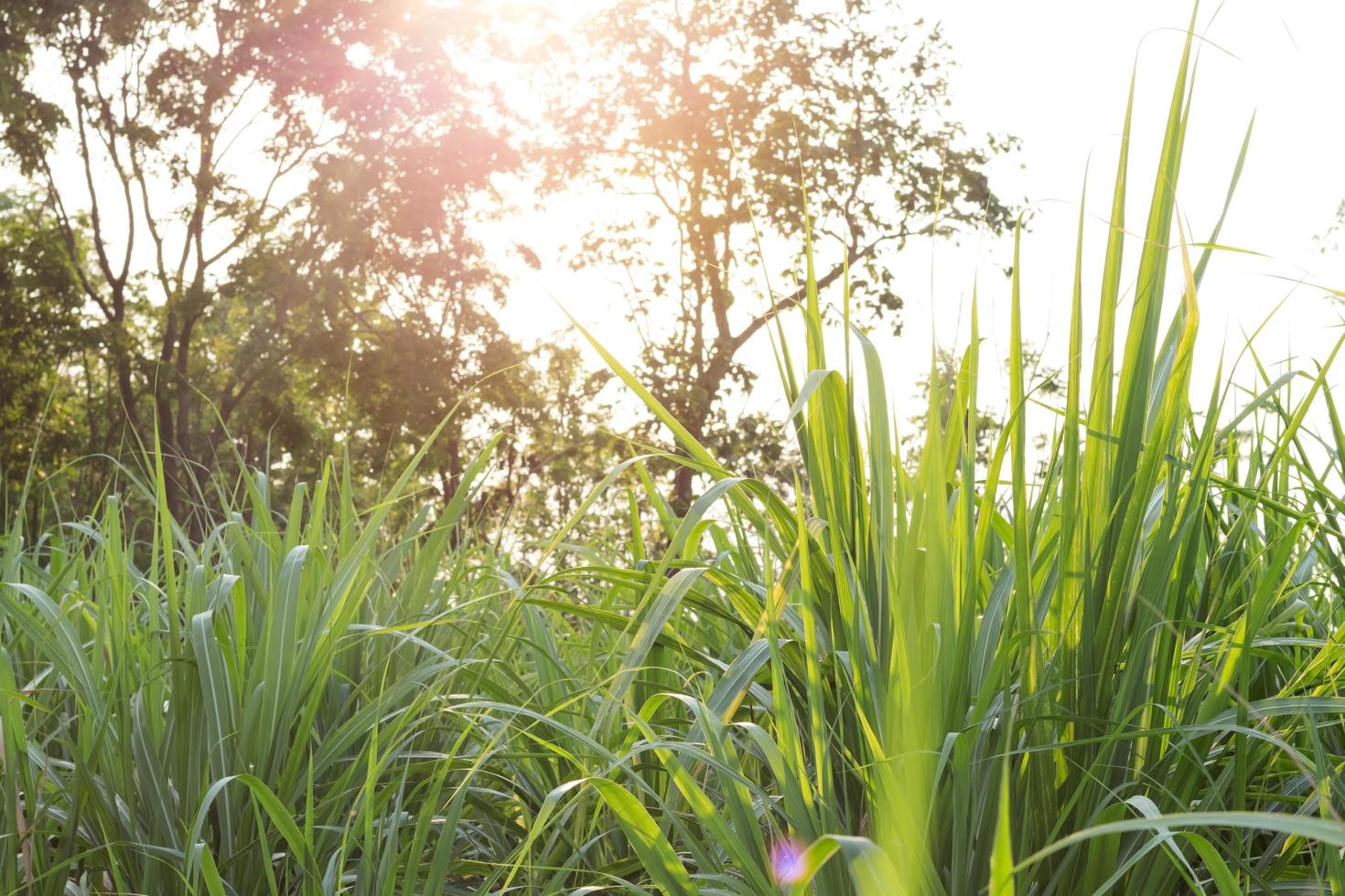 campo de caña de azúcar en la hora dorada foto