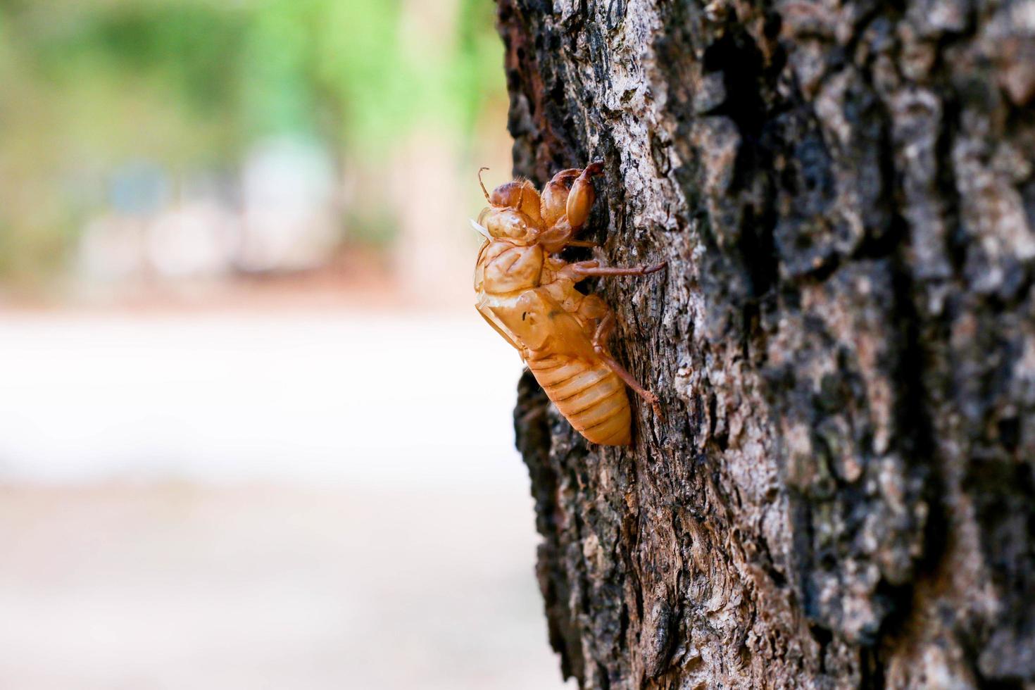 Cicada shell outside photo