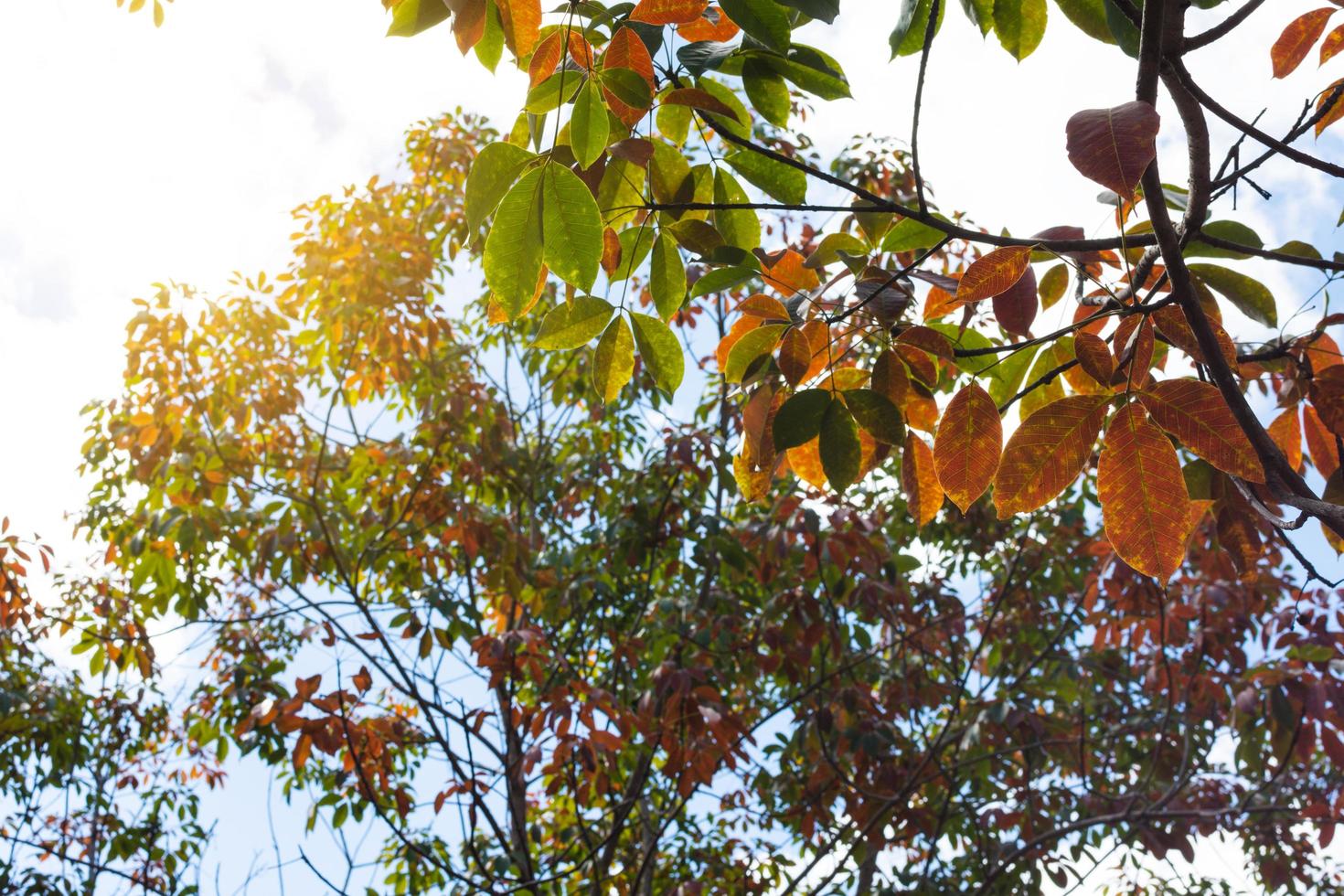 The leaves of the rubber trees are changing color. photo