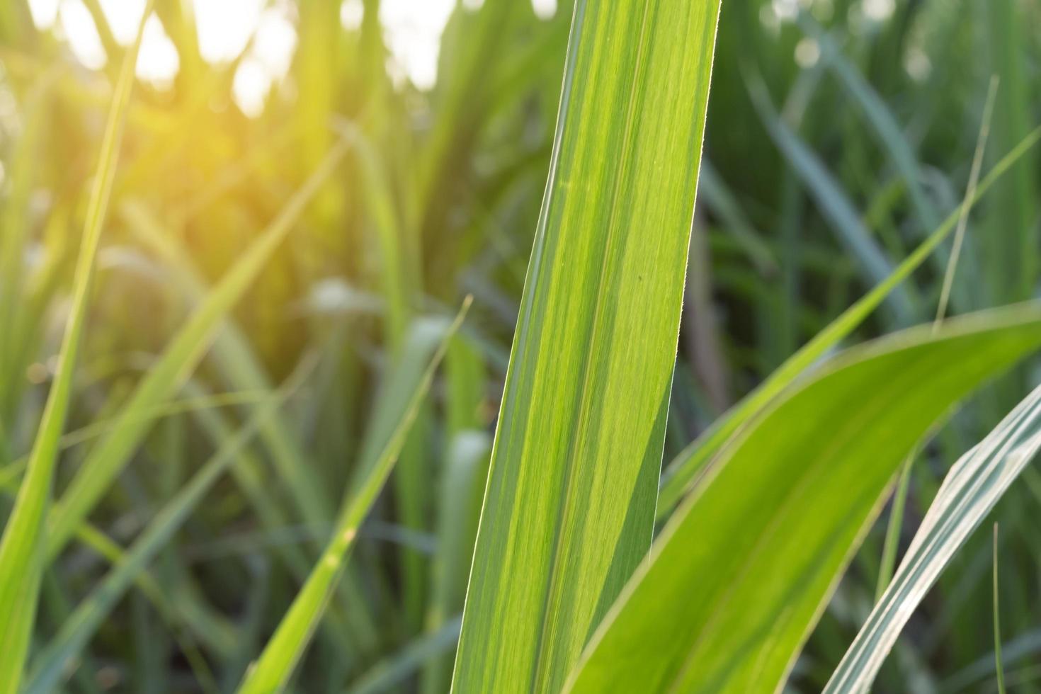 Green blades of grass photo