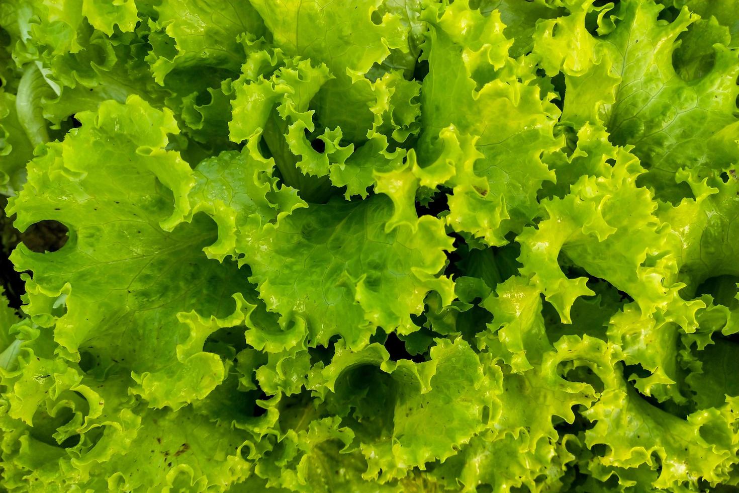 Ensalada verde fresca en el jardín de fondo foto