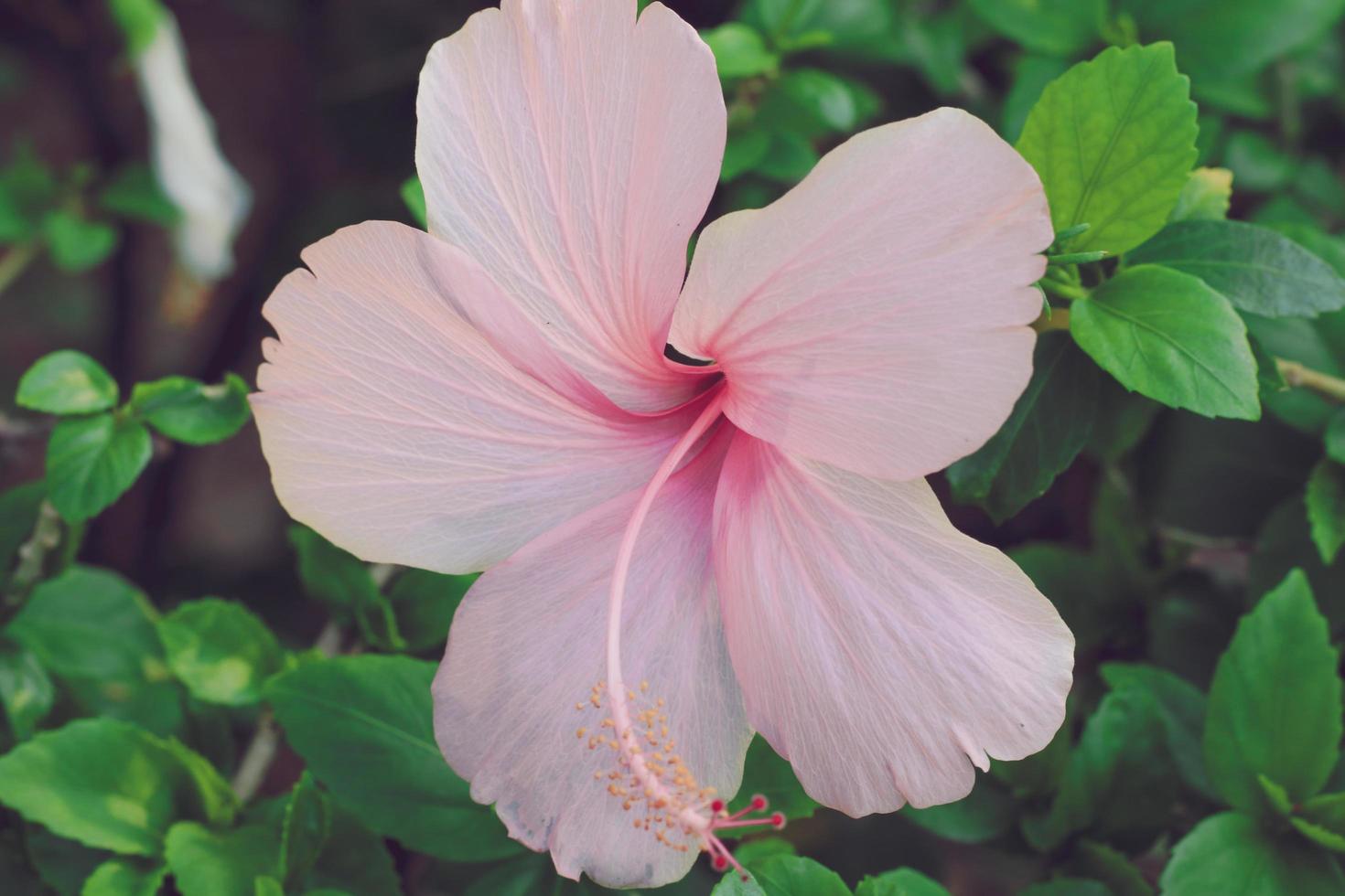 Pink hibiscus flower close-up photo