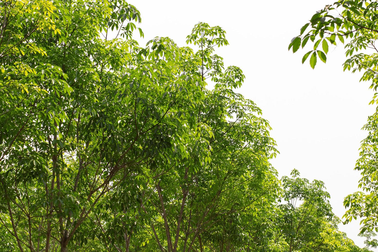 Rubber tree row agricultural. Hevea brasiliensis green leaves background. photo