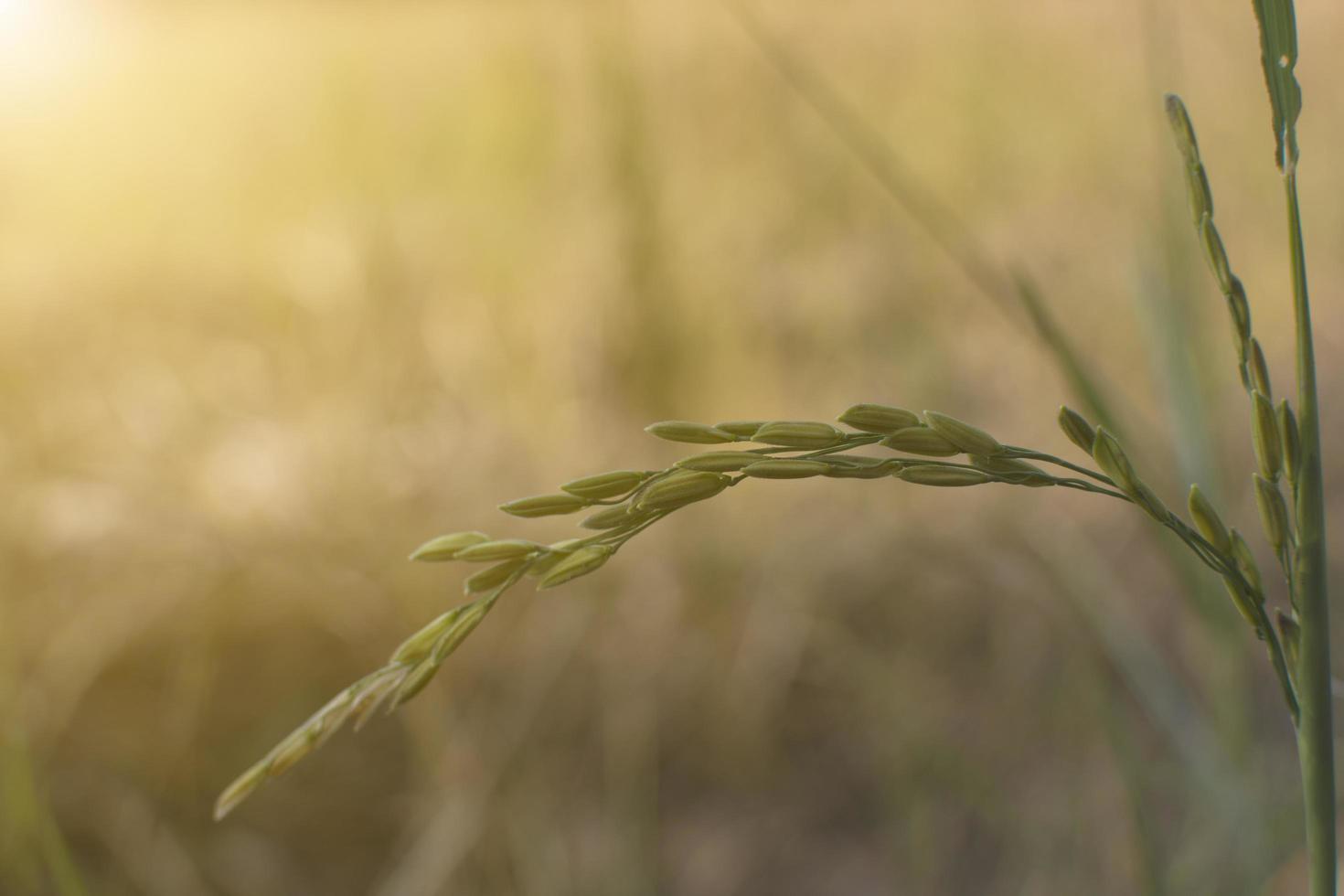 primer plano de una planta de arroz foto