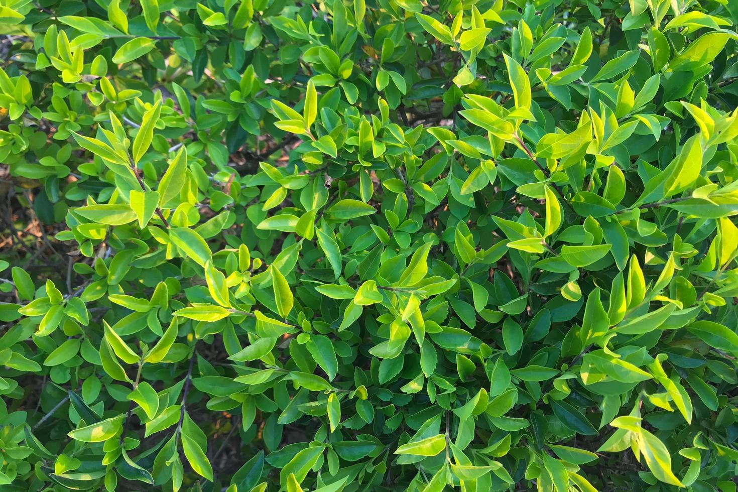 Close-up of green leaves during the day photo
