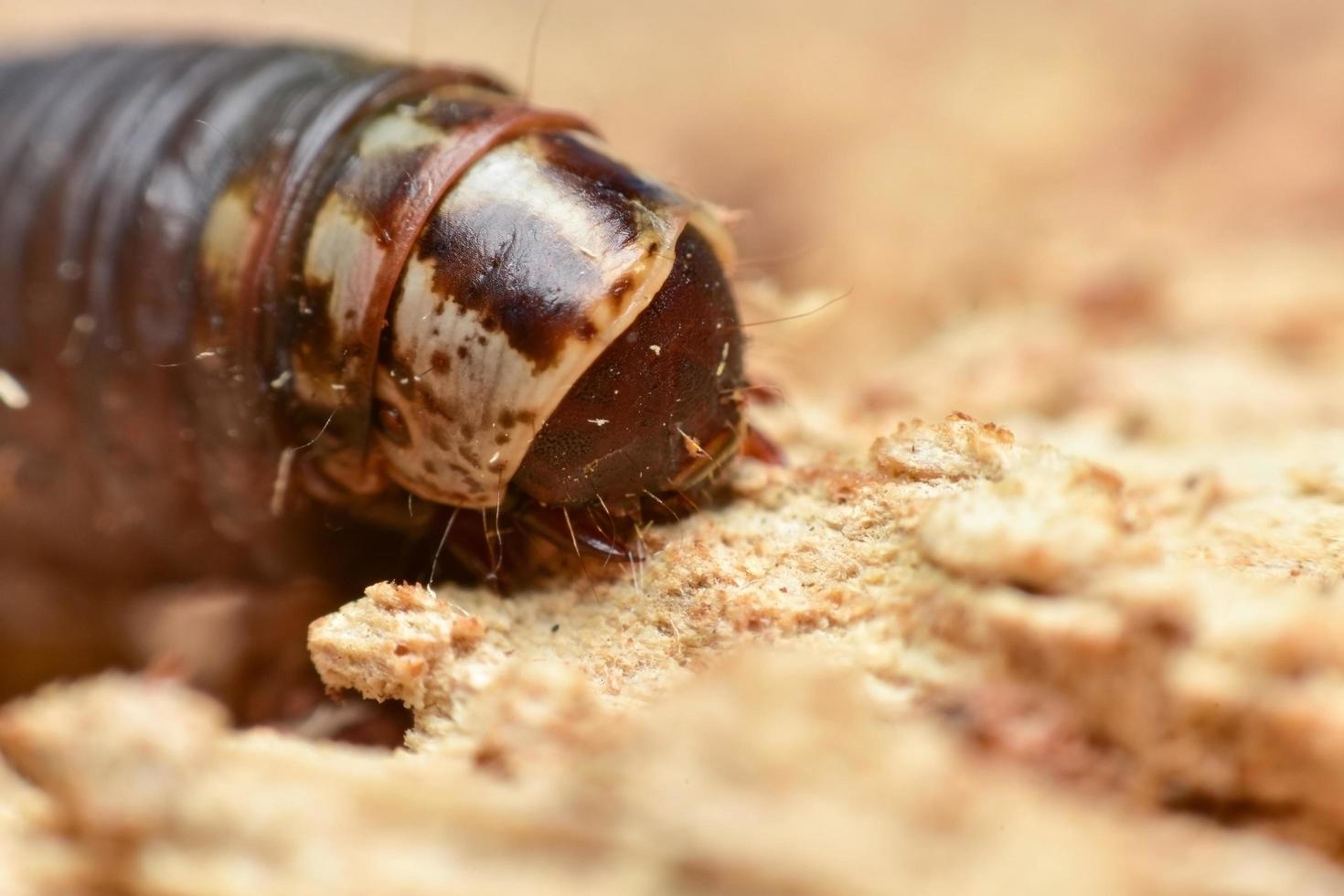 Brown worm in the dirt photo