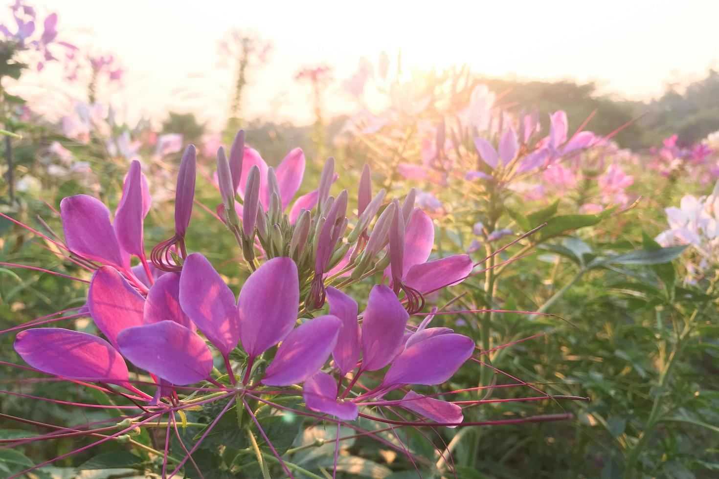 flores rosadas cleome hassleriana foto