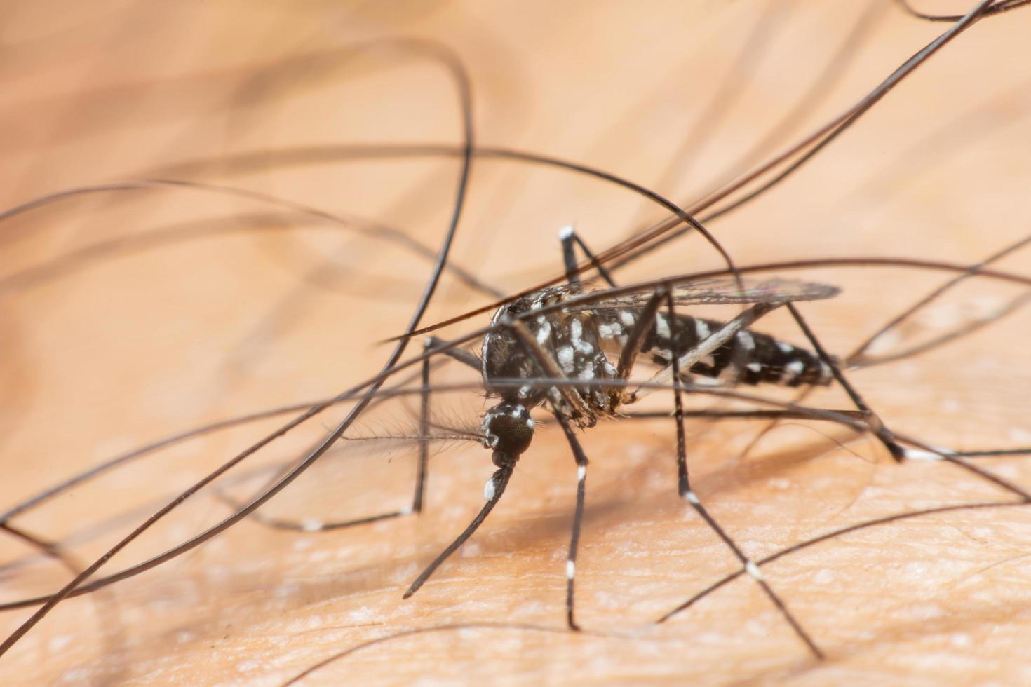 Mosquito sucking blood on human skin photo