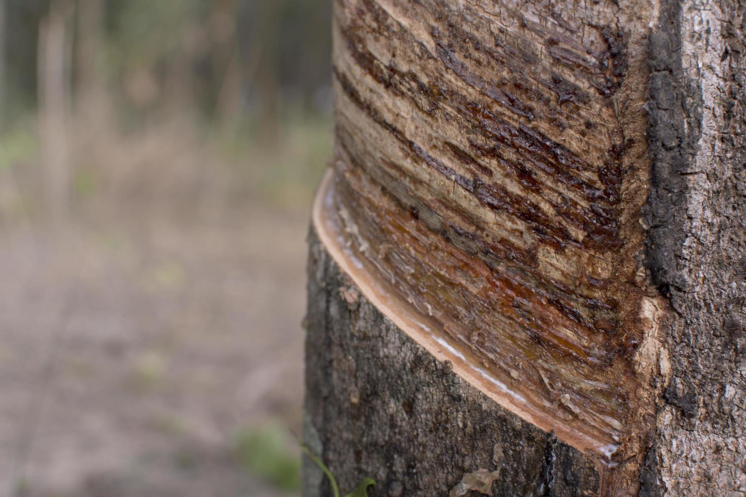 Tree trunk detail photo