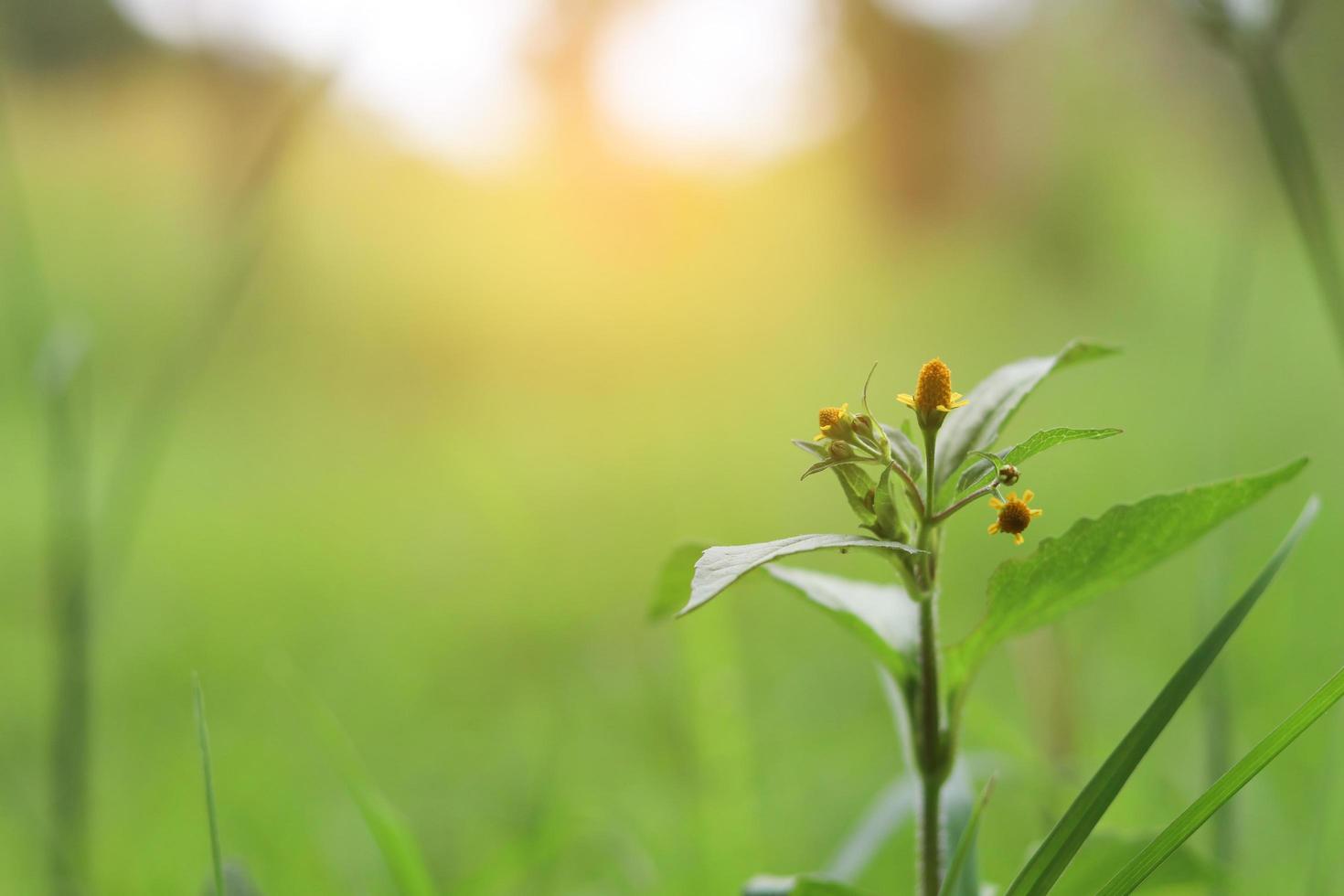 Grass flower with blur nature background. photo