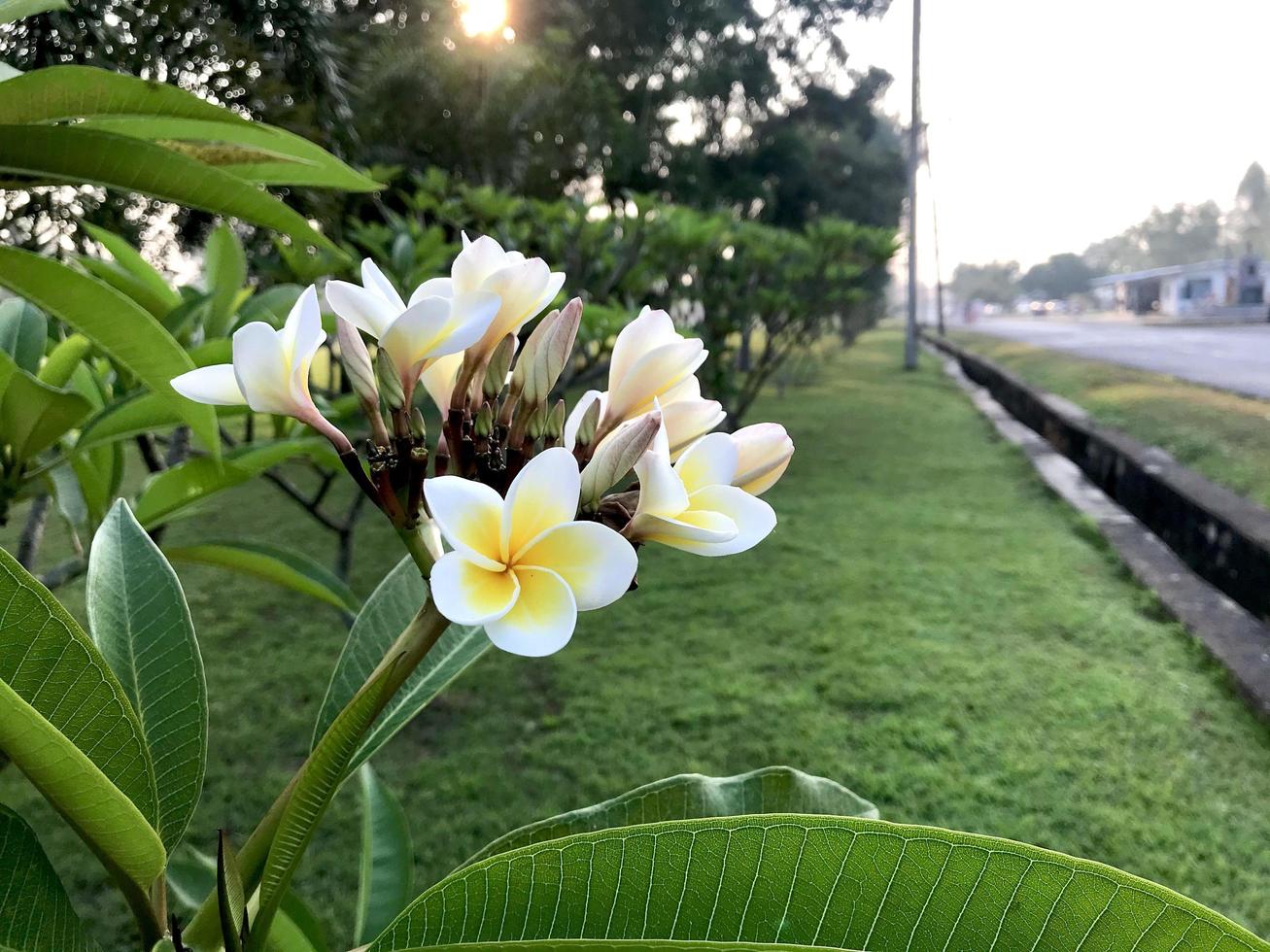 White and yellow flowers photo