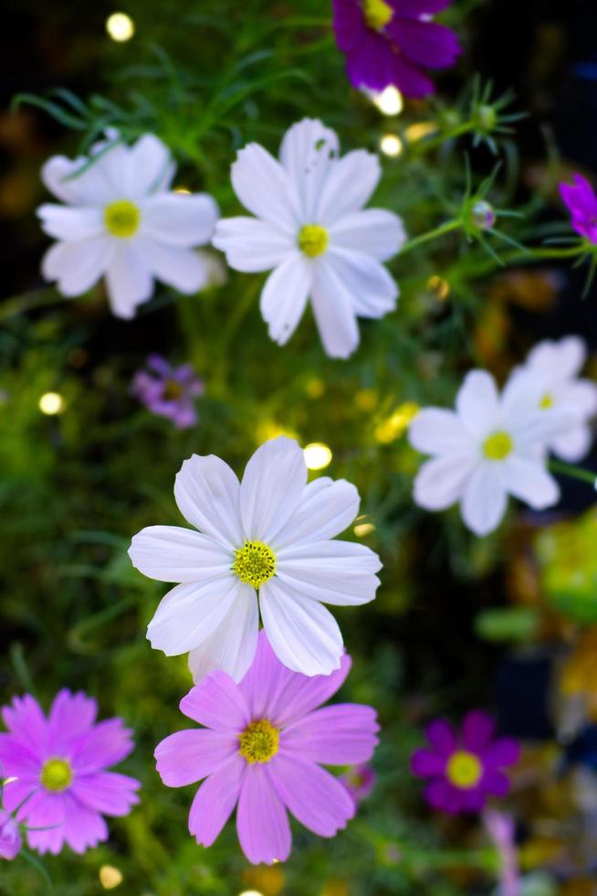 White cosmos flowers close up with bokeh. photo