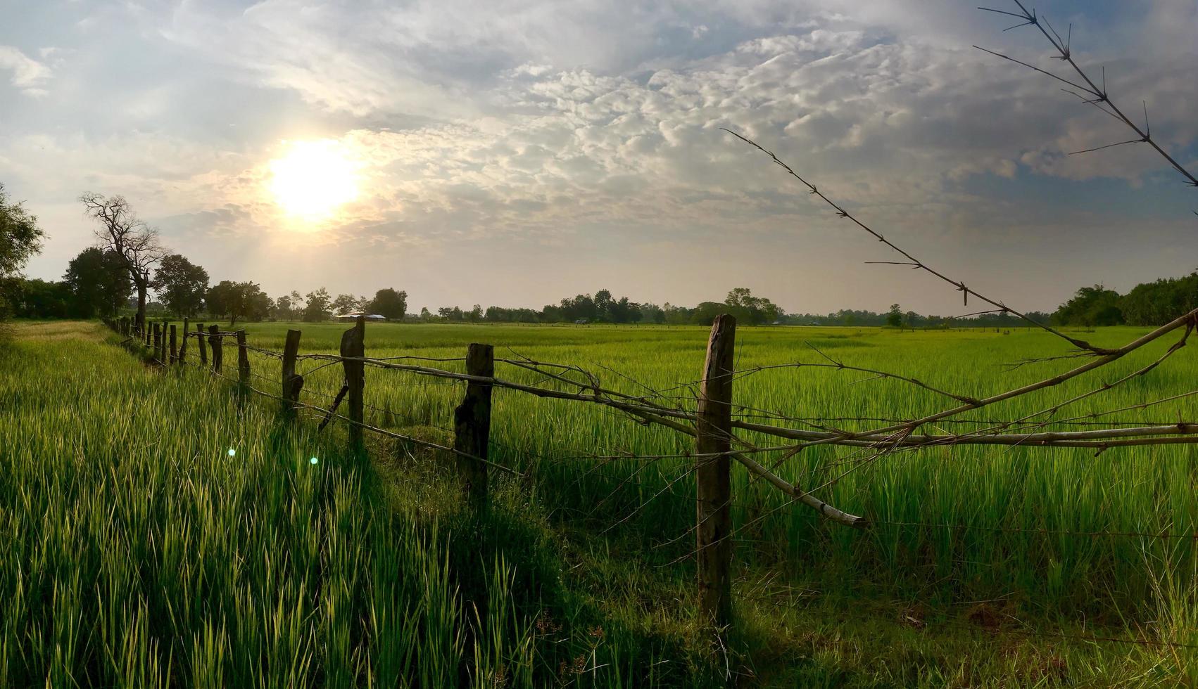 Field in a countryside photo