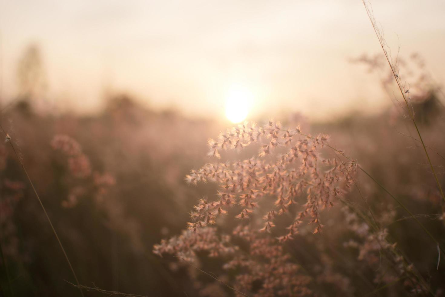 silueta de la flor de la hierba en el fondo del atardecer. foto