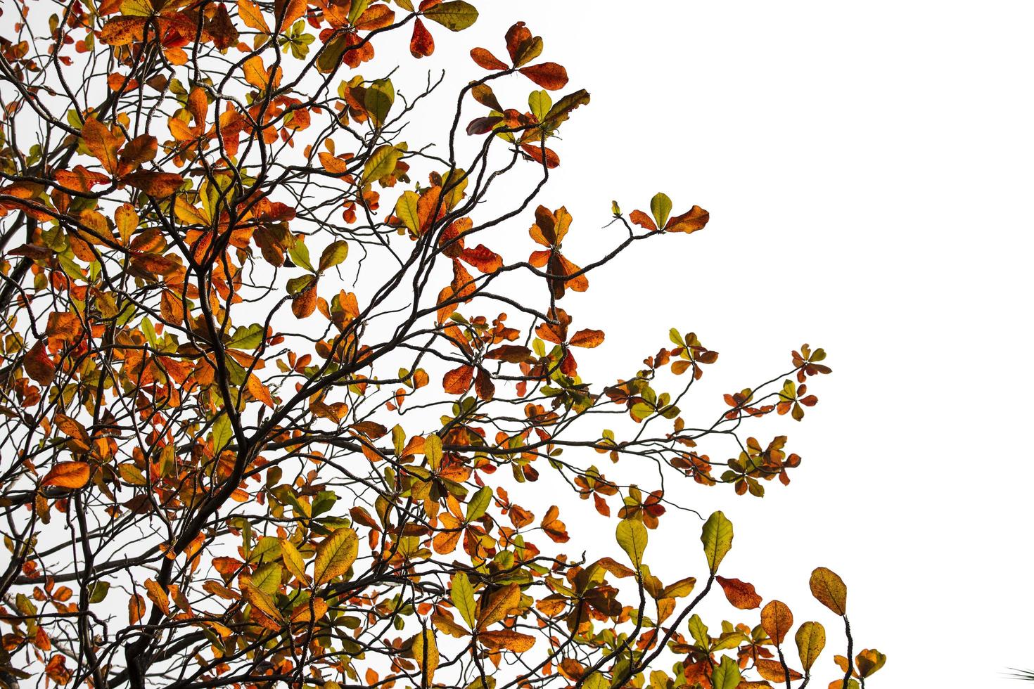 Autumn tree on a white background photo