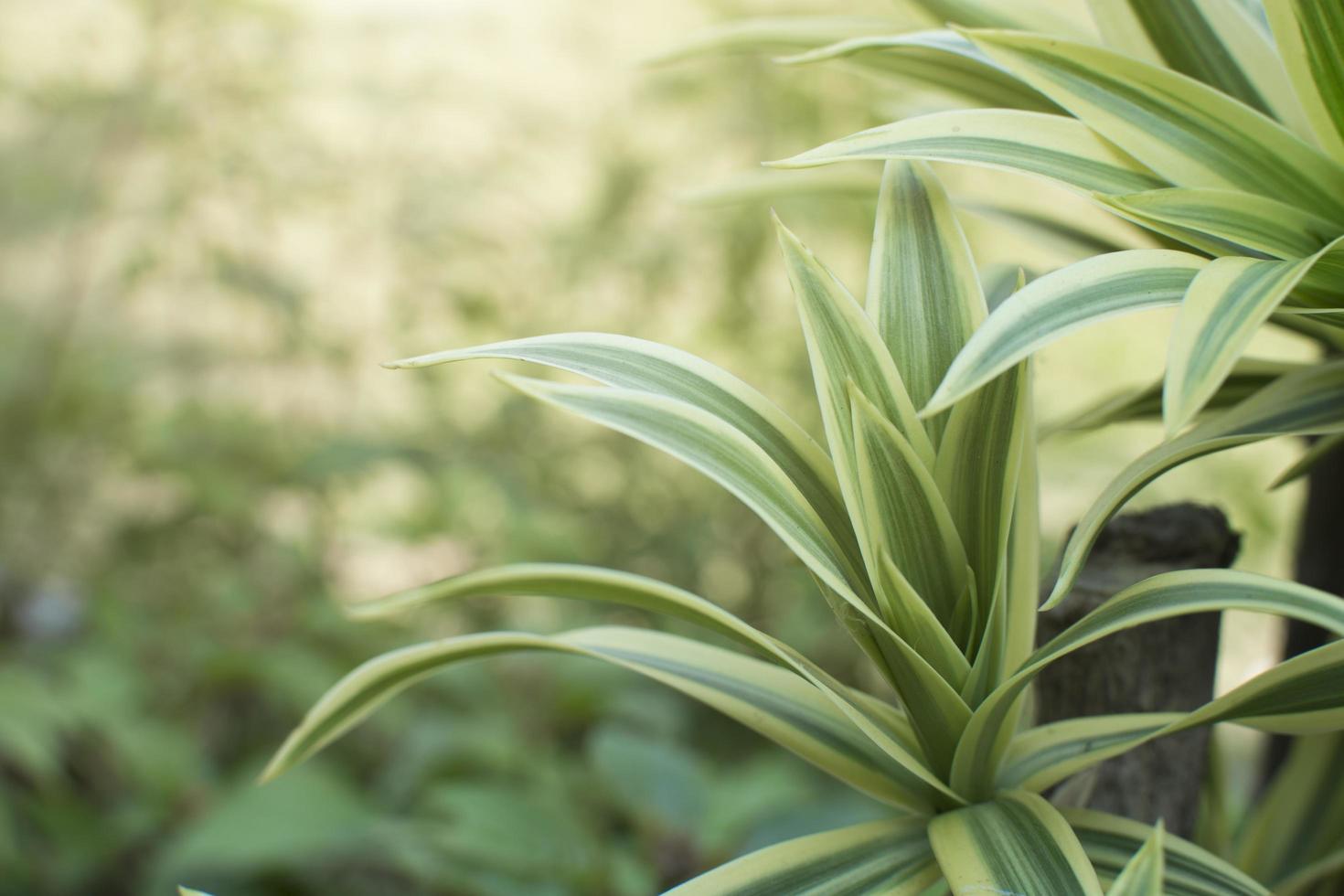 Green plants outside photo