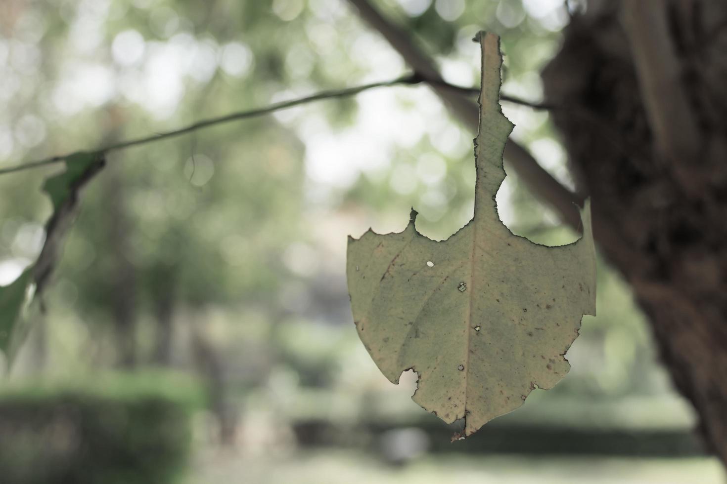 Leaf on a clothes line photo