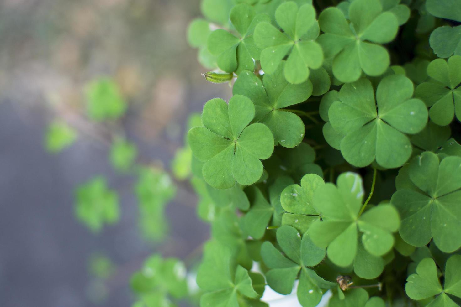 Close-up of clovers photo