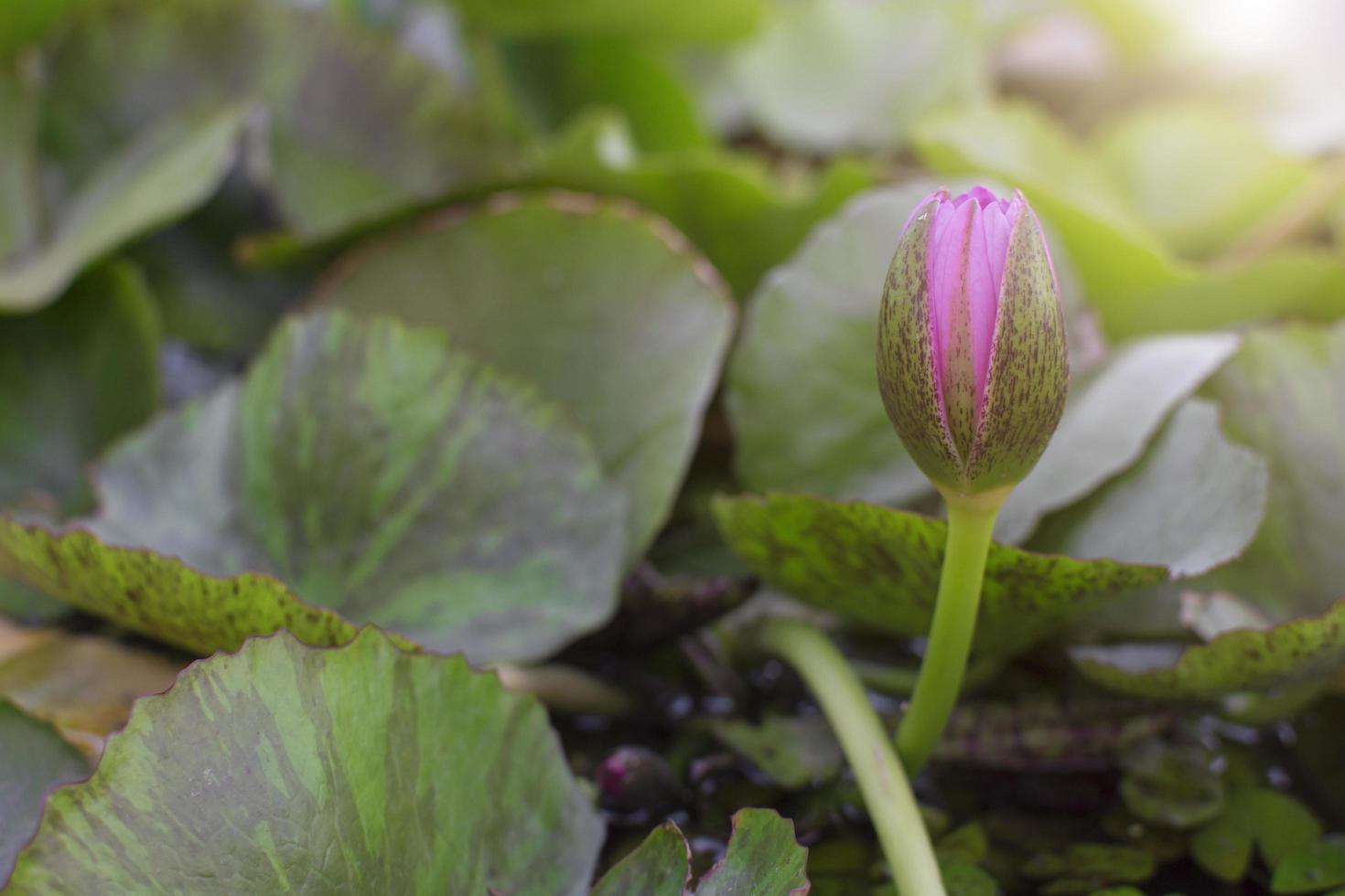 Pink lotus bud photo