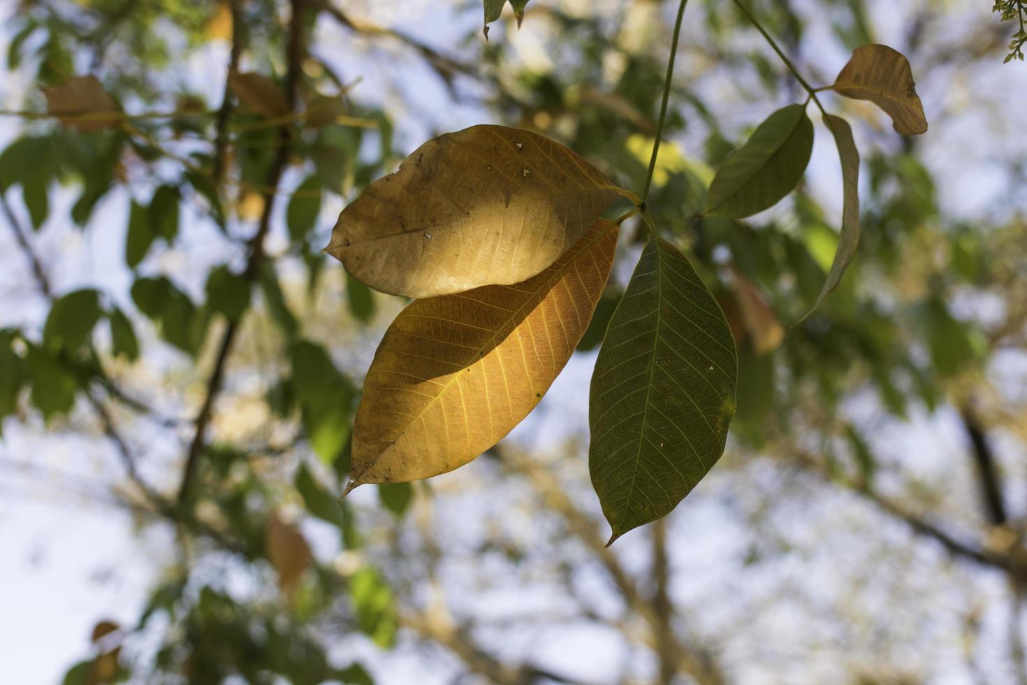 Close-up of yellow and green leaves photo