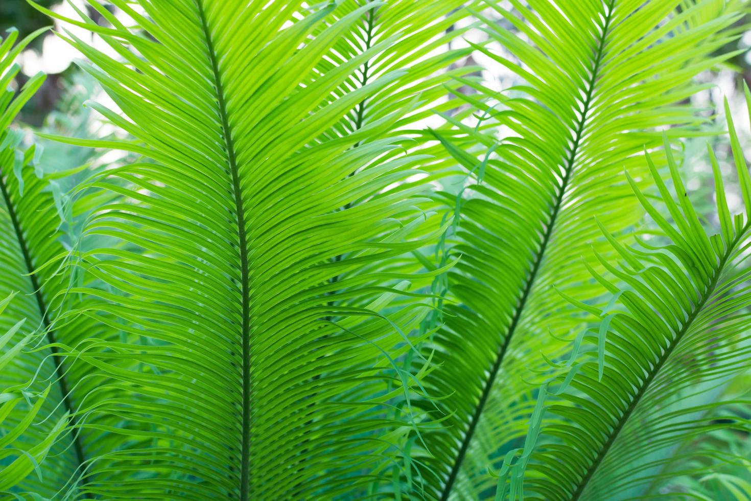 Close-up of a green fern photo