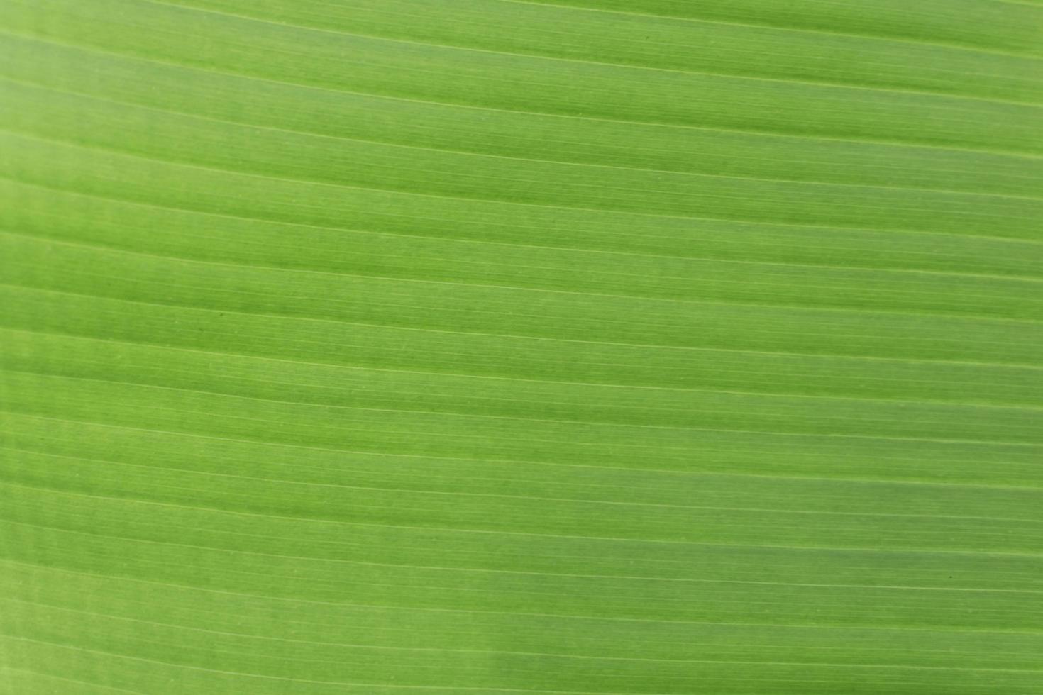 Banana leaf texture photo