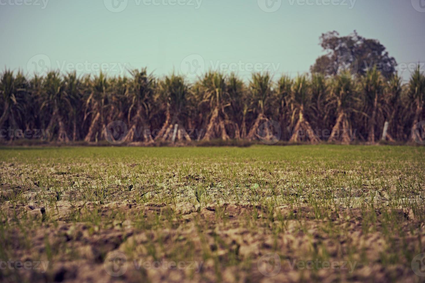 Plántulas de caña de azúcar en una granja foto