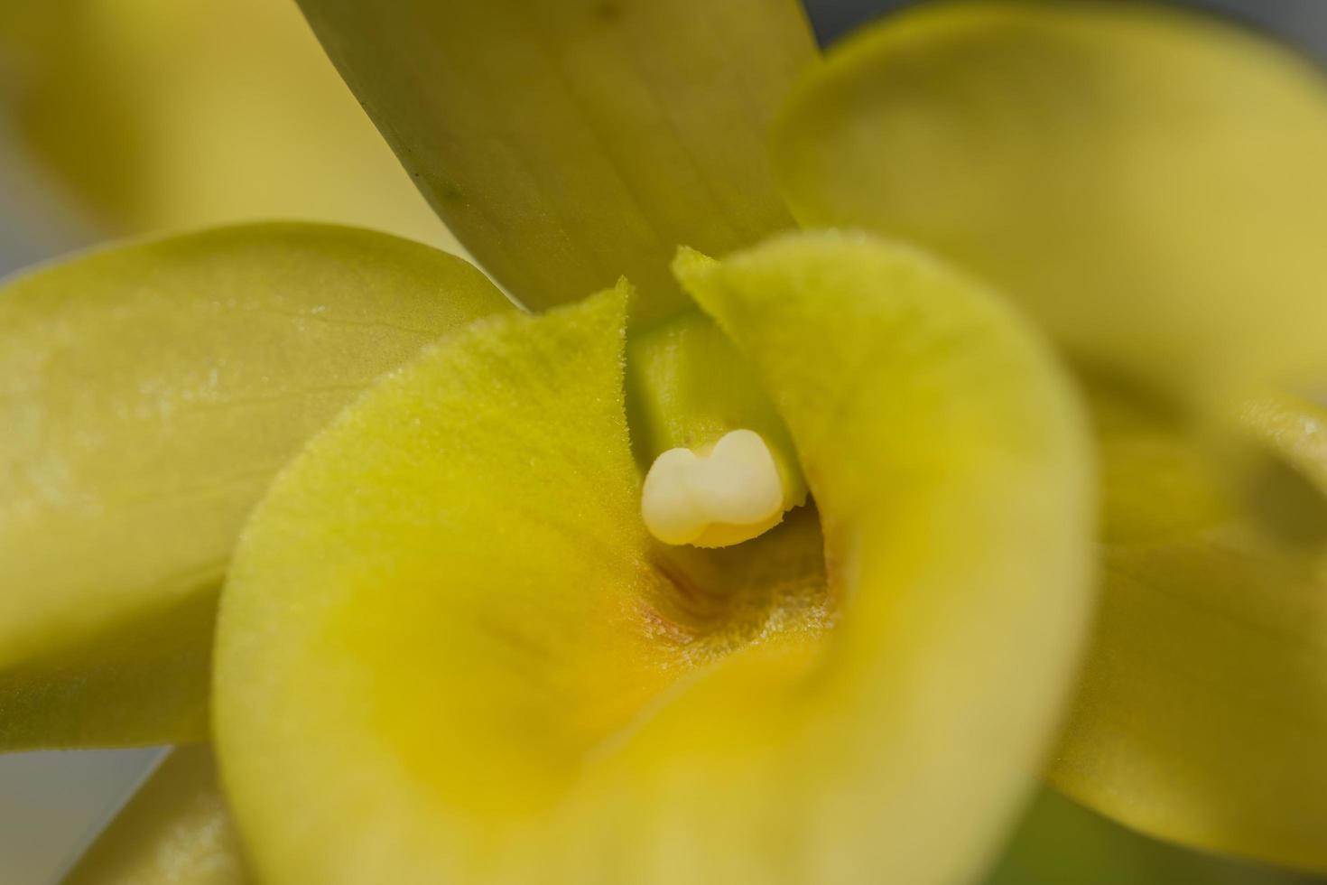 Yellow orchid close-up photo