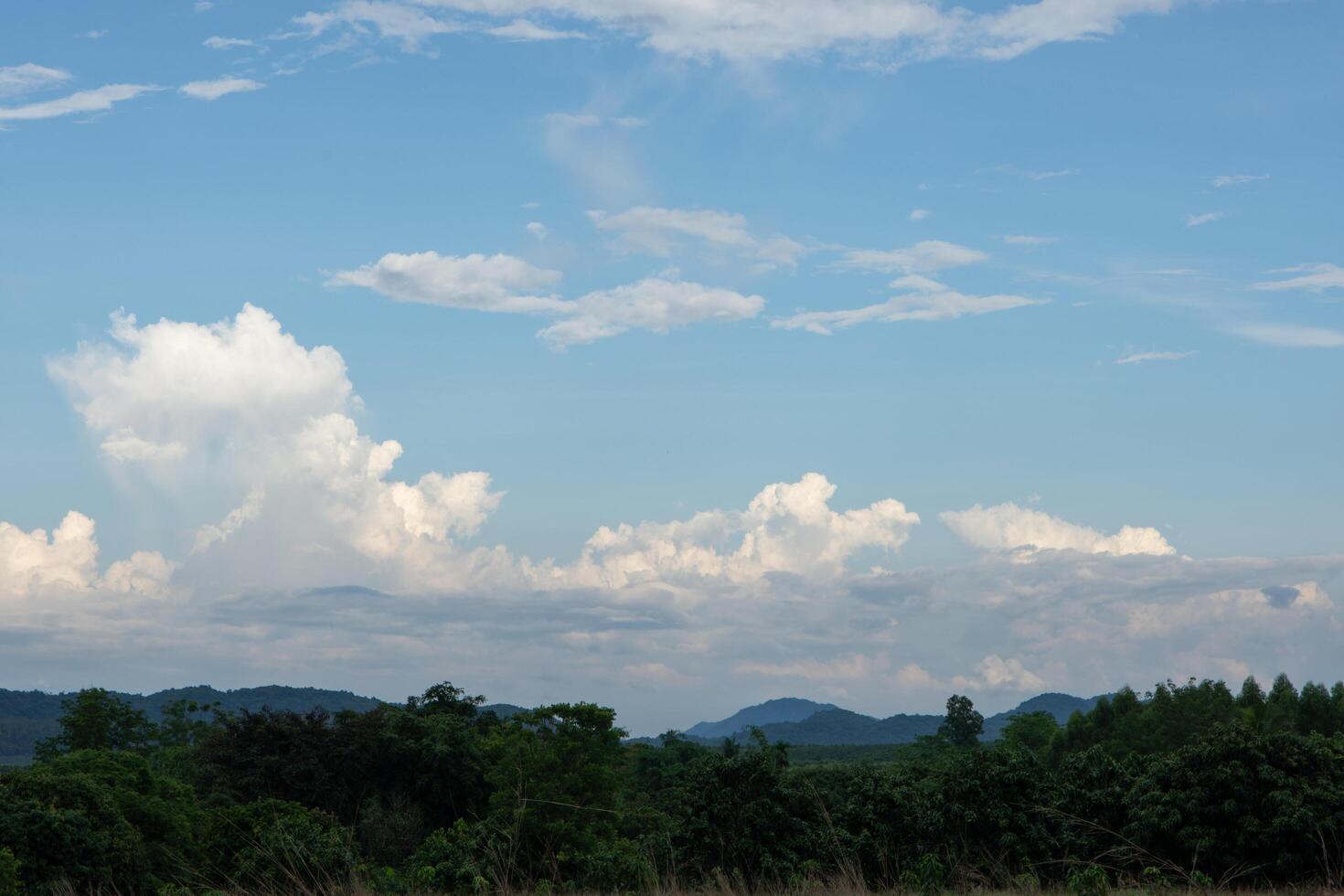 Forest and the sky photo