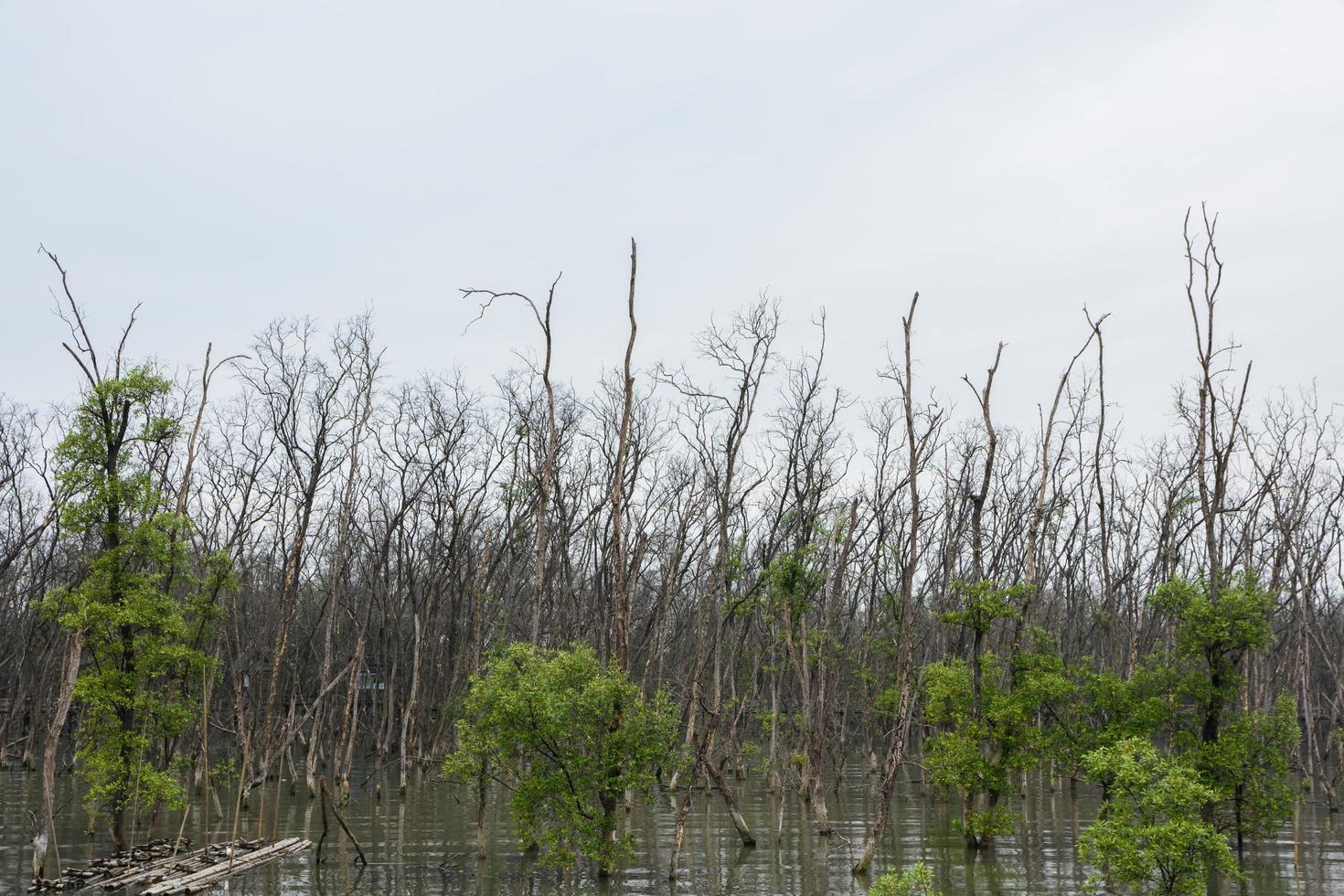 bosque de manglar en tailandia foto