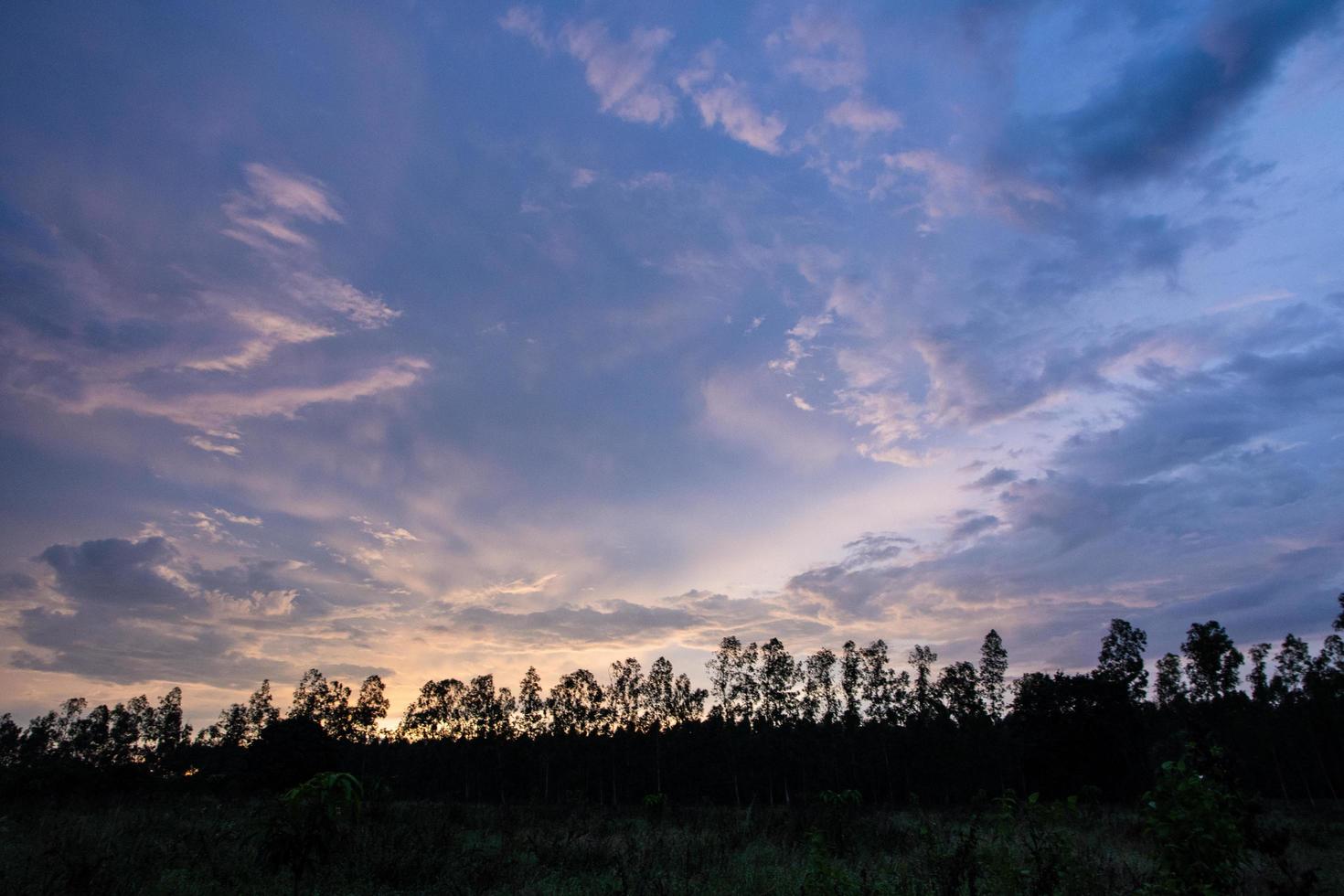 bosque y el cielo foto