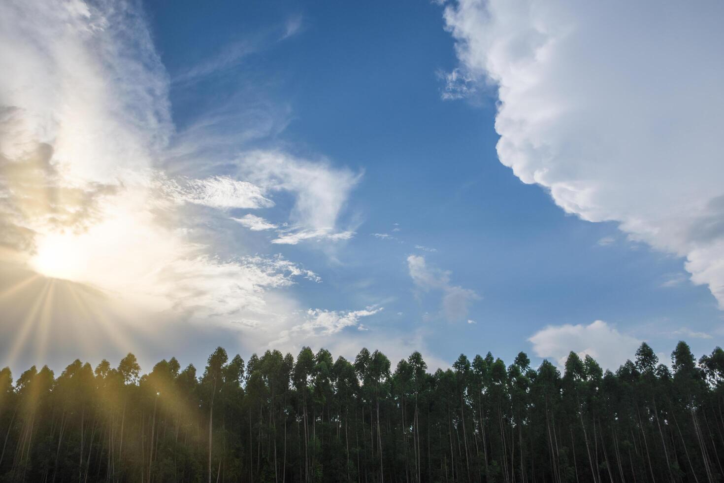 bosque y el cielo foto