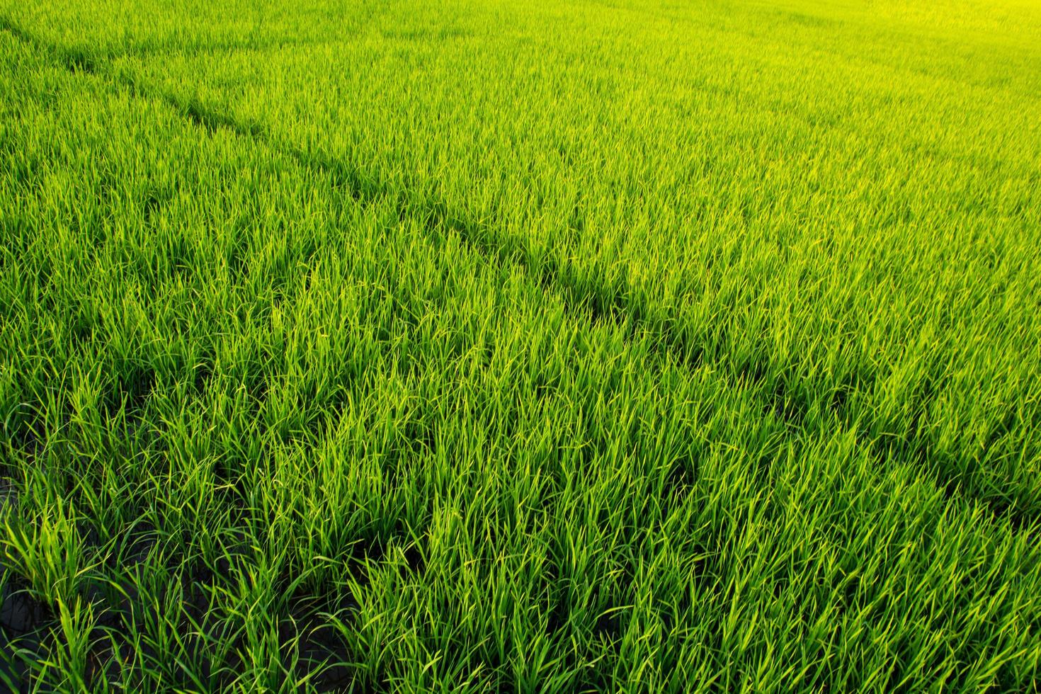 campo de arroz en tailandia foto